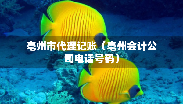 亳州市代理记账（亳州会计公司电话号码）