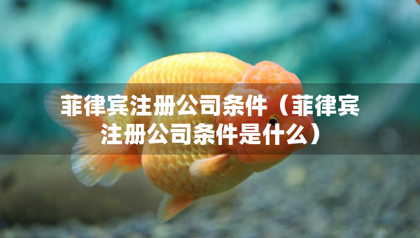 菲律宾注册公司条件（菲律宾注册公司条件是什么）