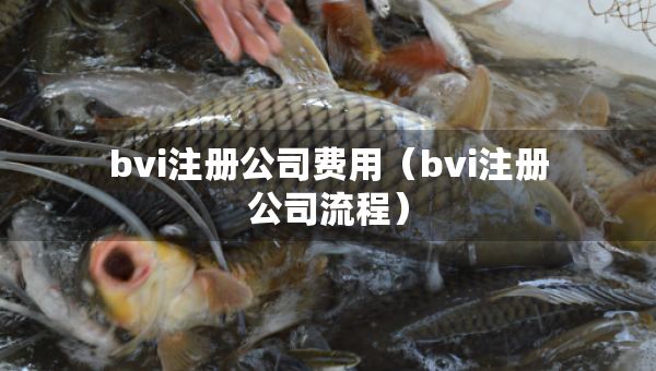 bvi注册公司费用（bvi注册公司流程）