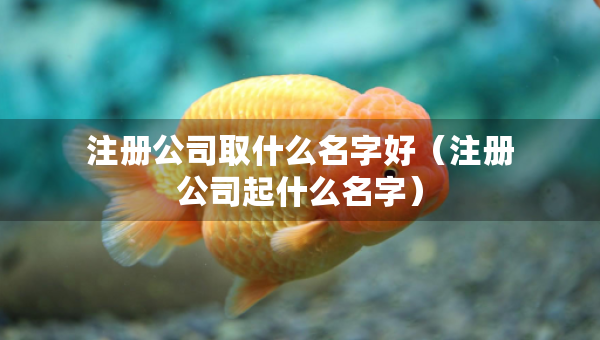 注册公司取什么名字好（注册公司起什么名字）