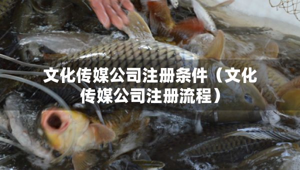 文化传媒公司注册条件（文化传媒公司注册流程）