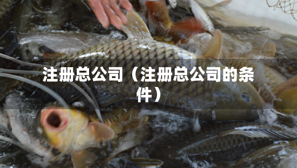 注册总公司（注册总公司的条件）