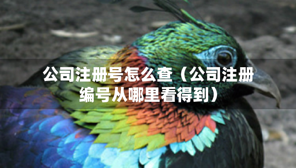 公司注册号怎么查（公司注册编号从哪里看得到）