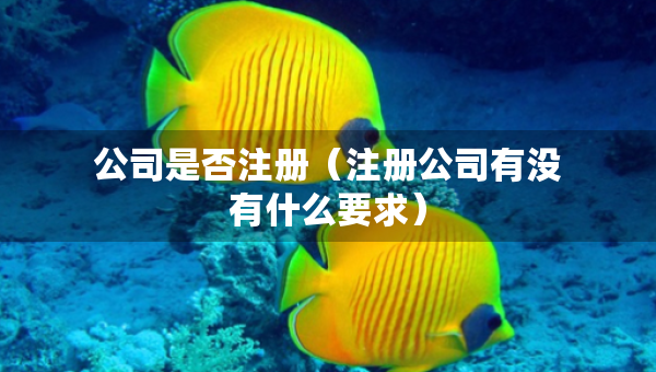 公司是否注册（注册公司有没有什么要求）
