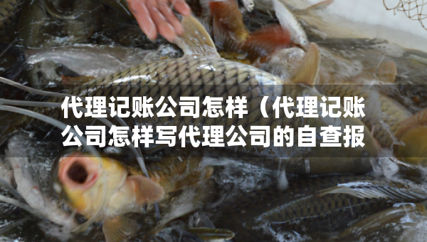 代理记账公司怎样(代理记账公司怎样写代理公司的自查报告) 代理记账公司怎样(代理记账公司怎样写代理公司的自查报告)