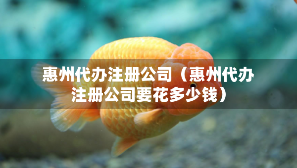 惠州代办注册公司（惠州代办注册公司要花多少钱）