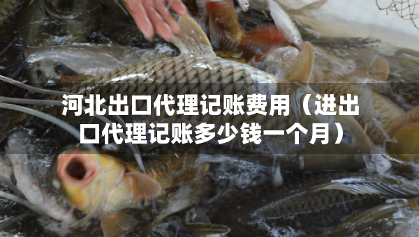 河北出口代理记账费用（进出口代理记账多少钱一个月）