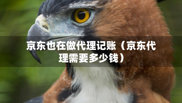 京东也在做代理记账（京东代理需要多少钱）
