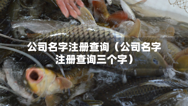 公司名字注册查询（公司名字注册查询三个字）
