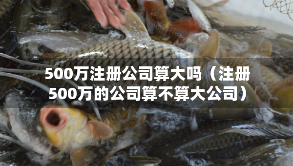 500万注册公司算大吗（注册500万的公司算不算大公司）