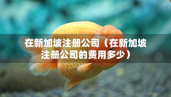 在新加坡注册公司（在新加坡注册公司的费用多少）