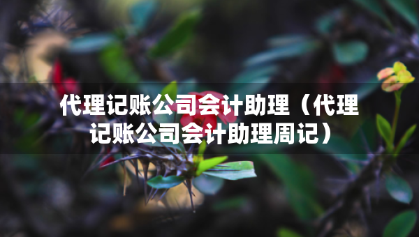 代理记账公司会计助理（代理记账公司会计助理周记）
