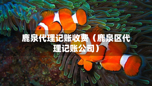 鹿泉代理记账收费（鹿泉区代理记账公司）