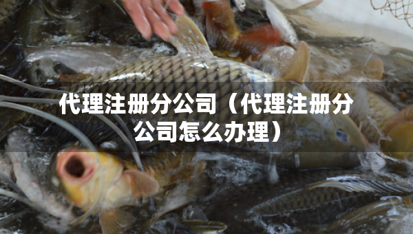 代理注册分公司（代理注册分公司怎么办理）