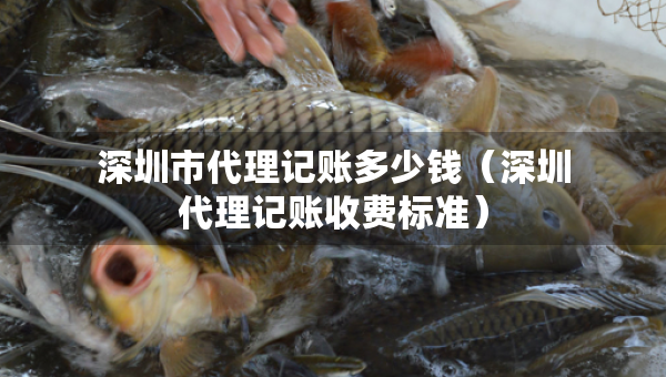 深圳市代理记账多少钱（深圳代理记账收费标准）