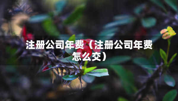 注册公司年费（注册公司年费怎么交）