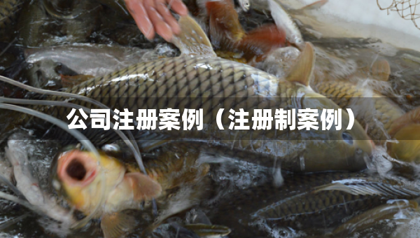 公司注册案例（注册制案例）