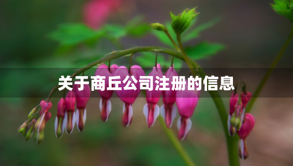 关于商丘公司注册的信息