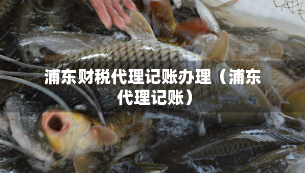 浦东财税代理记账办理（浦东 代理记账）