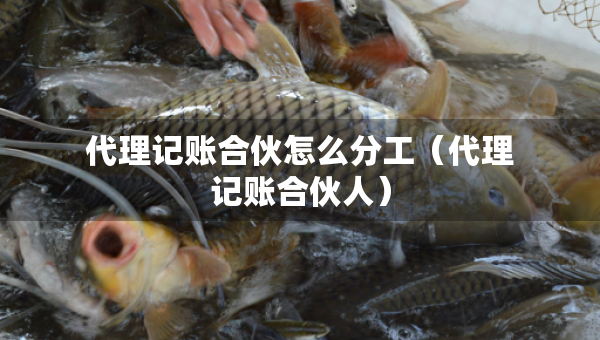 代理记账合伙怎么分工（代理记账合伙人）