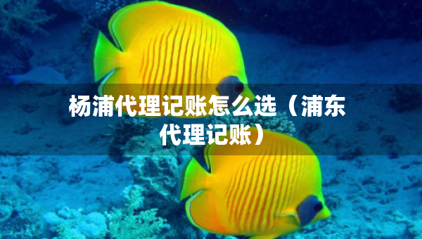 杨浦代理记账怎么选（浦东 代理记账）