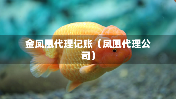 金凤凰代理记账（凤凰代理公司）