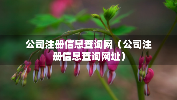 公司注册信息查询网（公司注册信息查询网址）