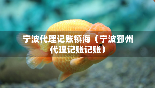 宁波代理记账镇海（宁波鄞州代理记账记账）