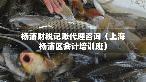 杨浦财税记账代理咨询（上海杨浦区会计培训班）