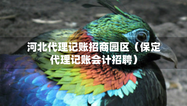 河北代理记账招商园区（保定代理记账会计招聘）