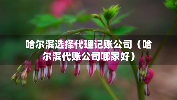 哈尔滨选择代理记账公司（哈尔滨代账公司哪家好）