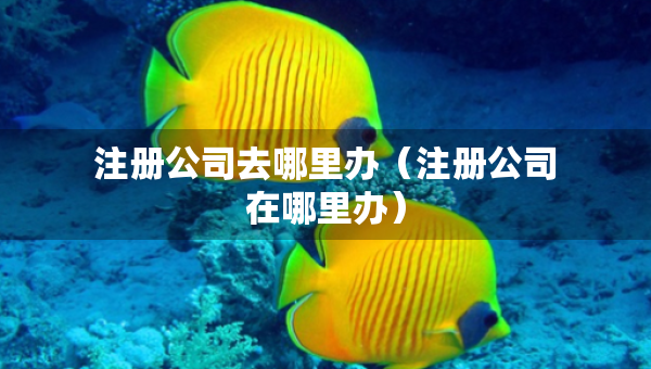 注册公司去哪里办（注册公司在哪里办）