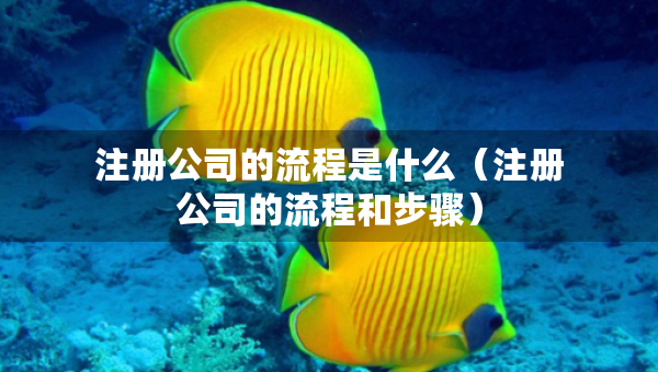 注册公司的流程是什么（注册公司的流程和步骤）